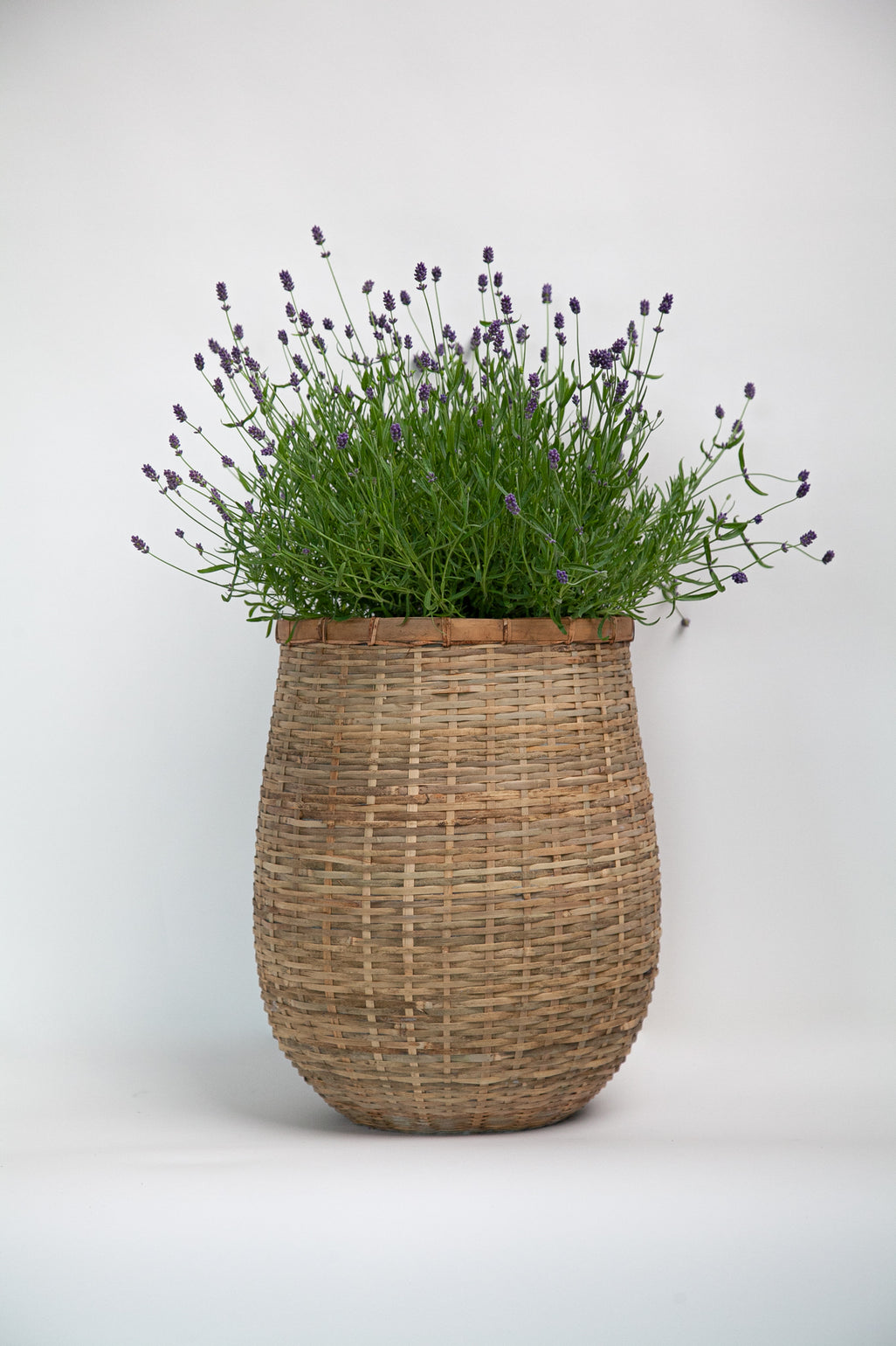 products/BambooPotandplant._715a9fb9-f5b0-49db-a65d-d9a1a2fc25dc.jpg